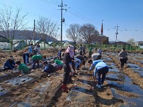4.2생태교육(감자심기)